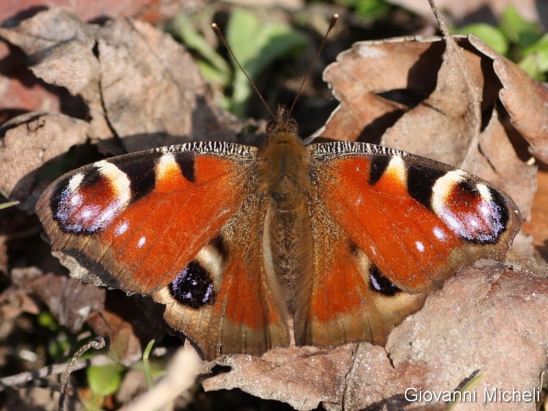 Boudinotiana notha  Geometridae